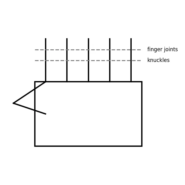 Hand drawing guidelines showing finger proportions and palm structure
